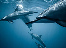 赛前采访Care：团前的配合（在努力改进），要和野辅一起起节奏